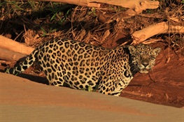 Will the Jaguar Survive? Conservation Groups have a Plan
